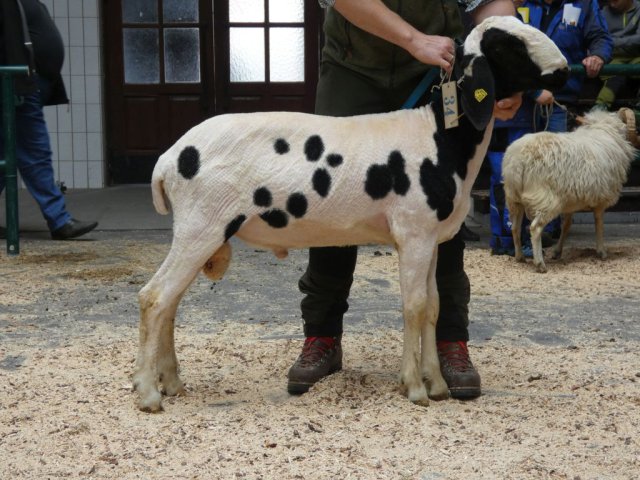 DE010991200043 BY-HP